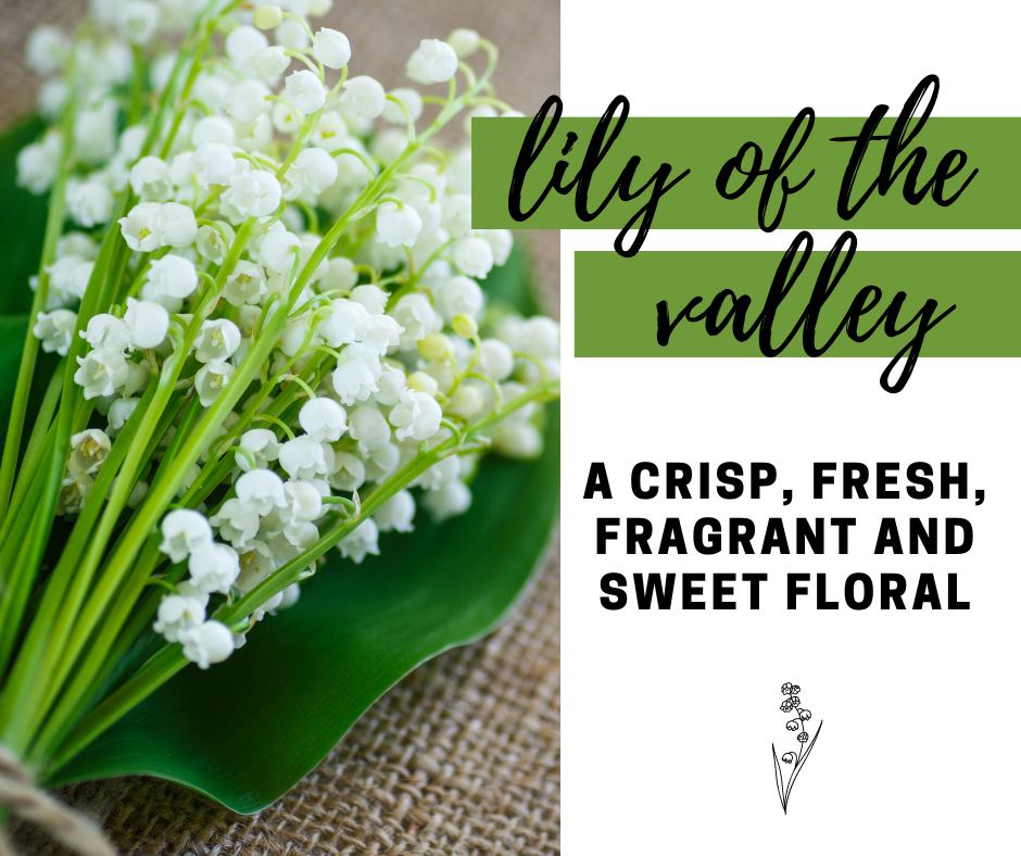 Lily of the Valley Fragrance Oil - Potpourri Refresher Oils - 1 oz (30 ml) Concentrated Fragrance Oils - Glass Amber Bottle with Dropper