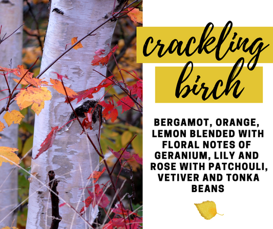 Crackling Birch Fragrance Oil - Potpourri Refresher Oils - 1 oz (30 ml) Concentrated Fragrance Oils - Glass Amber Bottle with Dropper