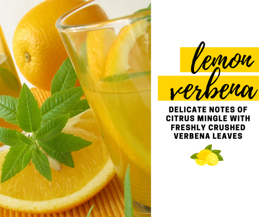 Lemon Verbena Fragrance Oil - Potpourri Refresher Oils - 1 oz (30 ml) Concentrated Fragrance Oils - Glass Amber Bottle with Dropper
