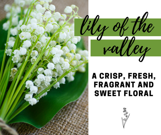 Lily of the Valley Fragrance Oil - Potpourri Refresher Oils - 1 oz (30 ml) Concentrated Fragrance Oils - Glass Amber Bottle with Dropper
