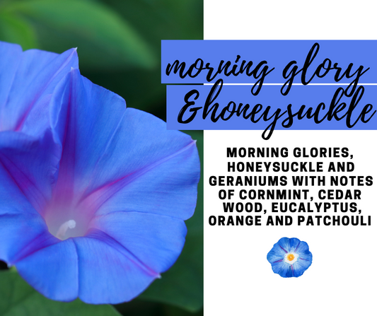 Morning Glory and Honeysuckle Fragrance Oil - Potpourri Refresher Oils - 1 oz (30 ml) Concentrated Fragrance Oils - Glass Amber Bottle with Dropper