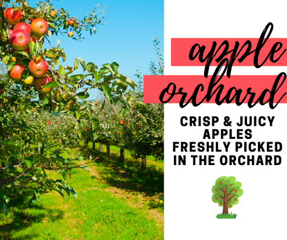 Apple Orchard Fragrance Oil - Potpourri Refresher Oils - 1 oz (30 ml) Concentrated Fragrance Oils - Glass Amber Bottle with Dropper