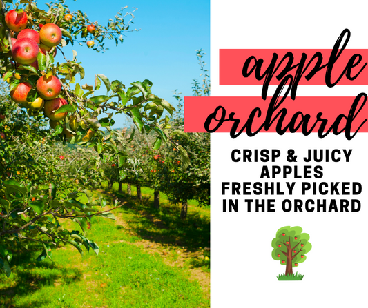 Apple Orchard Fragrance Oil - Potpourri Refresher Oils - 1 oz (30 ml) Concentrated Fragrance Oils - Glass Amber Bottle with Dropper