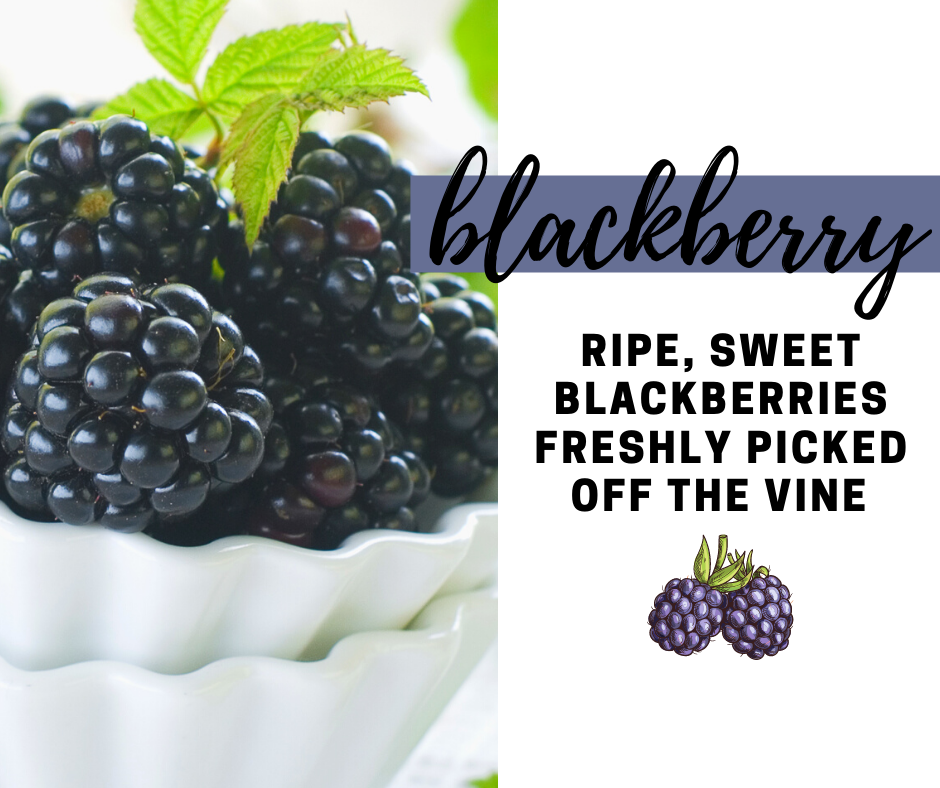 Blackberry Fragrance Oil - Potpourri Refresher Oils - 1 oz (30 ml) Concentrated Fragrance Oils - Glass Amber Bottle with Dropper